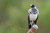 Australian Magpie