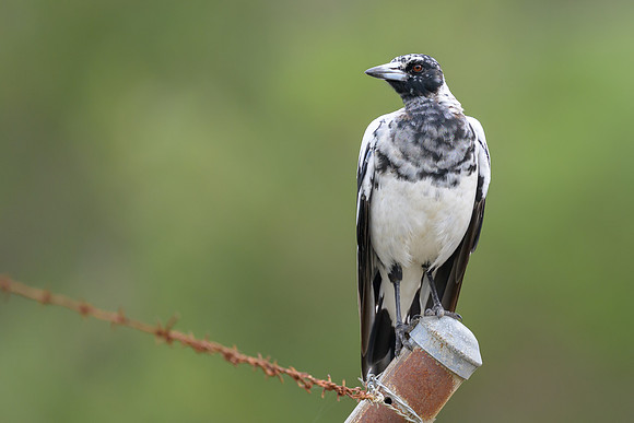 Australian Magpie