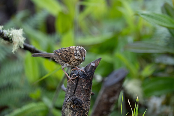 Rufous-collared Sparrow