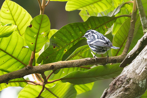 Black-and-white Warbler