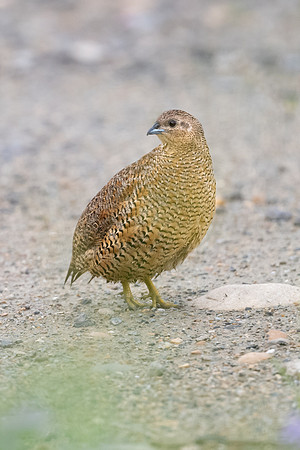 Brown Quail