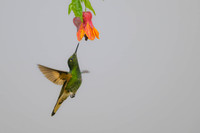 Buff-tailed Coronet