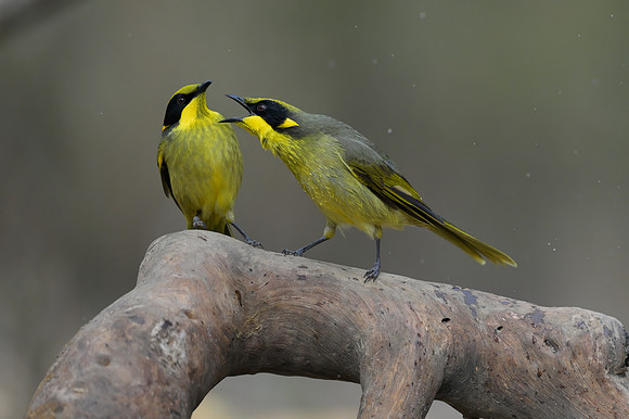 Yellow-tufted Honeyeater