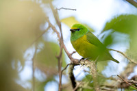 Blue-naped Chlorophonia