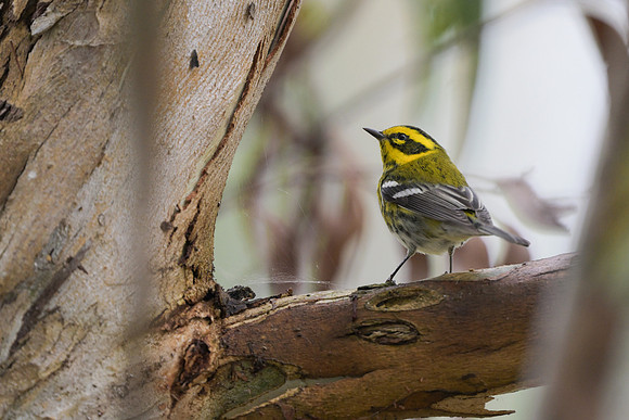 Towsend's Warbler