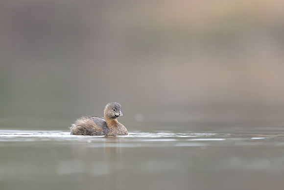 Pied-biled Grebe