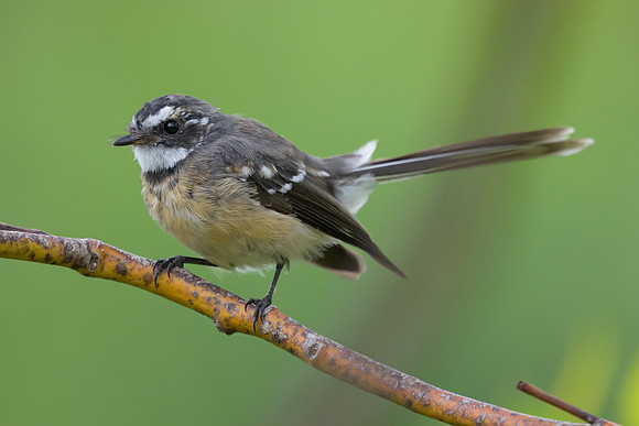 Grey Fantail