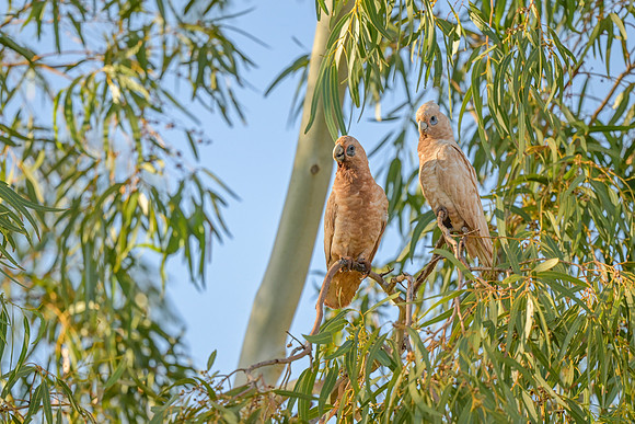Little Corella