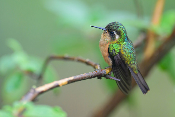 Speckled Hummingbird