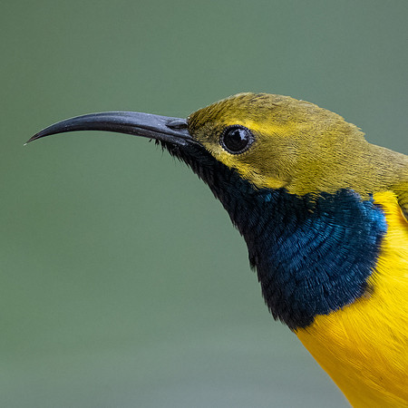 Olive-backed Sunbird
