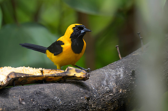 Yellow-backed Oriole