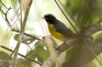 Buff-breasted Mountain Tanager
