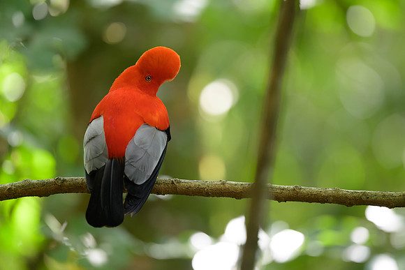 Andean Cock-of-the-Rock