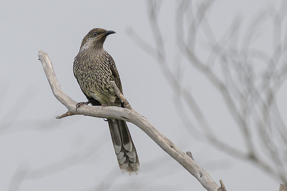 Little Wattlebird