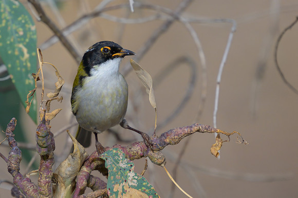 White-naped Honeyeater