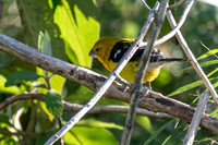 Golden Grosbeak