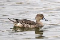 Northern Pintail