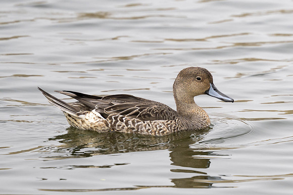 Northern Pintail