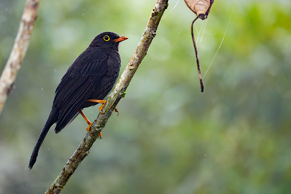 Great Thrush