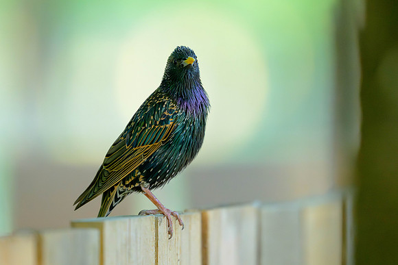 European Starling