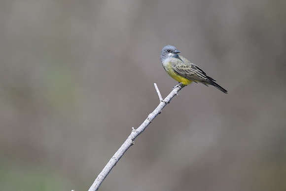 Western Kingbird
