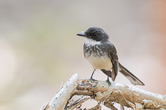 Northern Fantail
