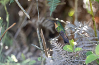 White-tailed Starfrontlet