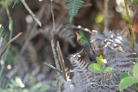 White-tailed Starfrontlet
