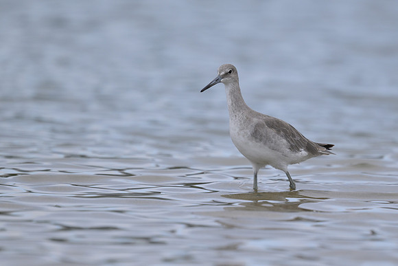 Willet