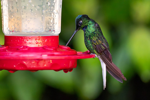 White-tailed Starfrontlet