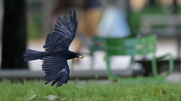 Carrion Crow